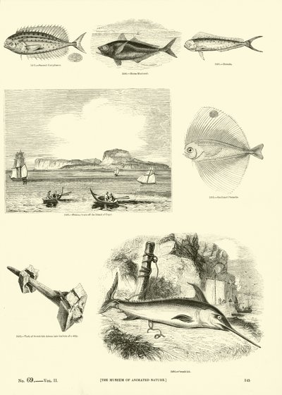 Seite aus dem Bildmuseum der belebten Natur von English School
