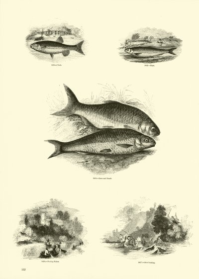 Seite aus dem Bildmuseum der belebten Natur von English School