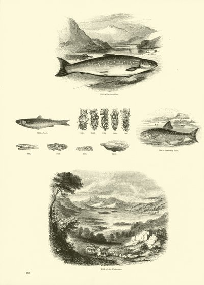 Seite aus dem Bildmuseum der belebten Natur von English School