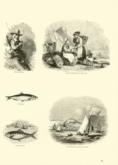 Seite aus dem Bildmuseum der belebten Natur von English School