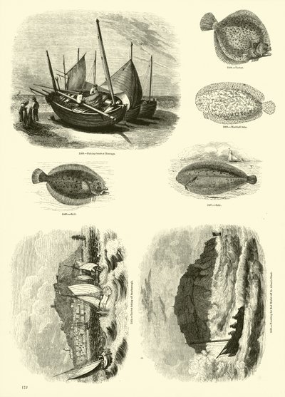 Seite aus dem Bildmuseum der belebten Natur von English School