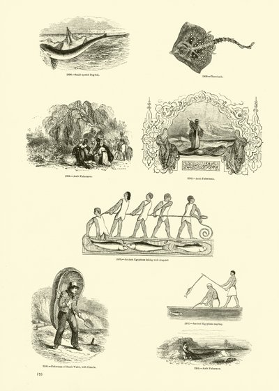 Seite aus dem Bildmuseum der belebten Natur von English School