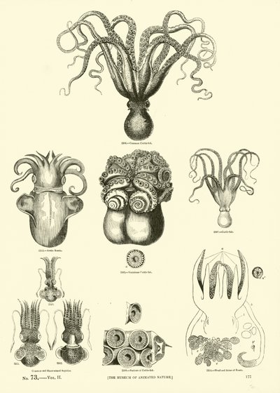 Seite aus dem Bildmuseum der belebten Natur von English School