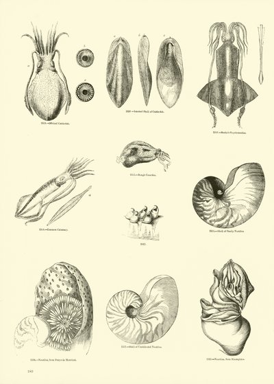 Seite aus dem Bildmuseum der belebten Natur von English School