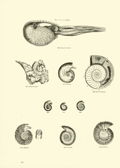 Seite aus dem Bildmuseum der belebten Natur von English School