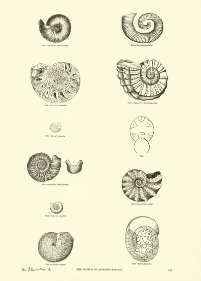 Seite aus dem Bildmuseum der belebten Natur von English School