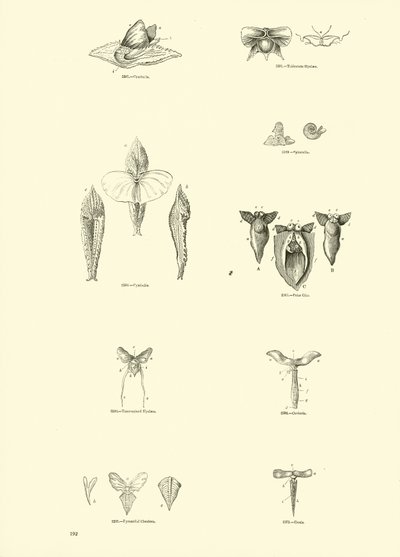 Seite aus dem Bildmuseum der belebten Natur von English School