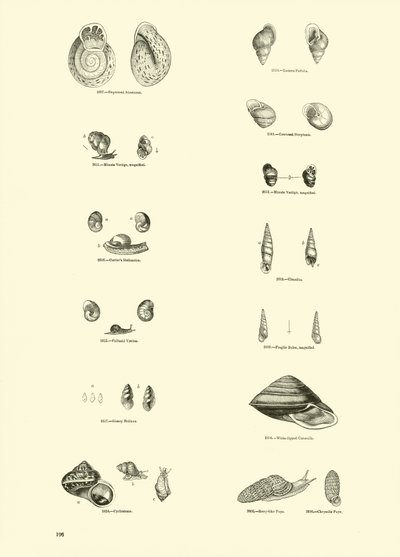 Seite aus dem Bildmuseum der belebten Natur von English School