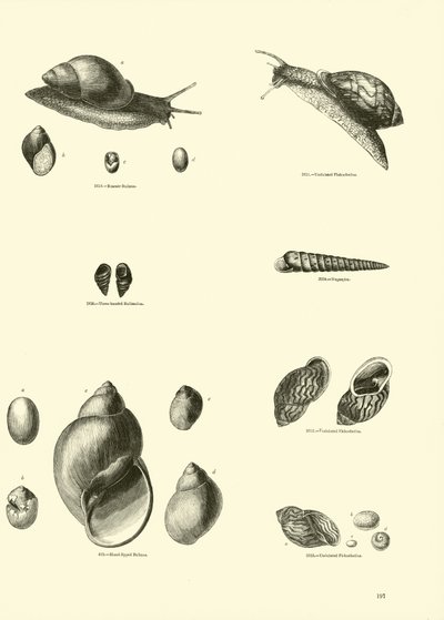 Seite aus dem Bildmuseum der belebten Natur von English School