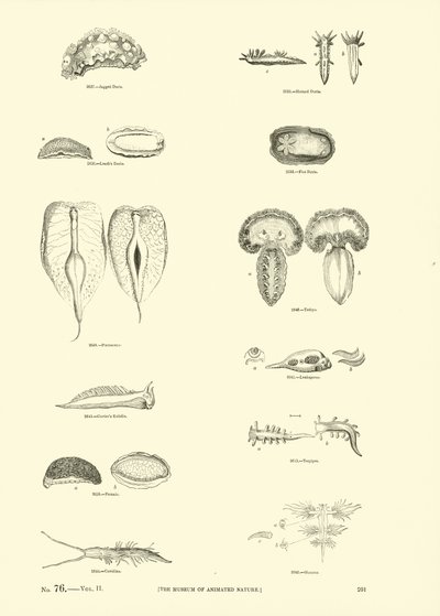 Seite aus dem Bildmuseum der belebten Natur von English School