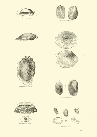 Seite aus dem Bildmuseum der belebten Natur von English School