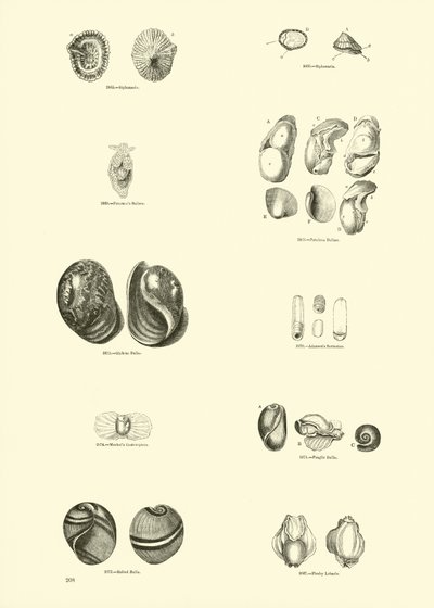 Seite aus dem Bildmuseum der belebten Natur von English School