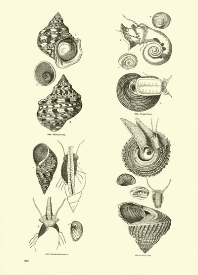 Seite aus dem Bildmuseum der belebten Natur von English School