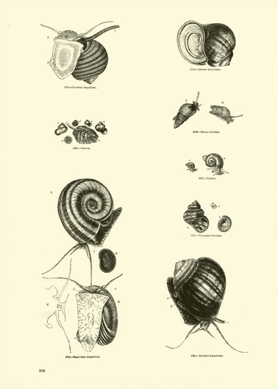 Seite aus dem Bildmuseum der belebten Natur von English School