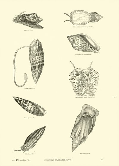 Seite aus dem Bildmuseum der belebten Natur von English School