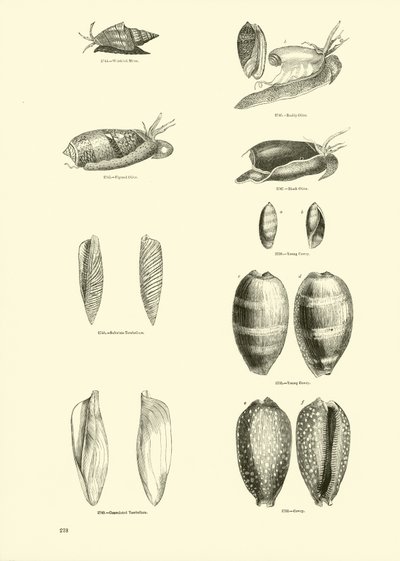 Seite aus dem Bildmuseum der belebten Natur von English School