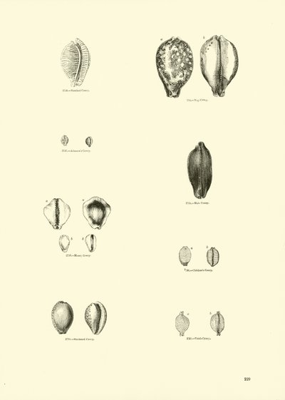 Seite aus dem Bildmuseum der belebten Natur von English School
