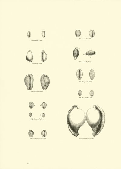 Seite aus dem Bildmuseum der belebten Natur von English School