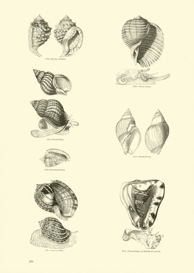 Seite aus dem Bildmuseum der belebten Natur von English School