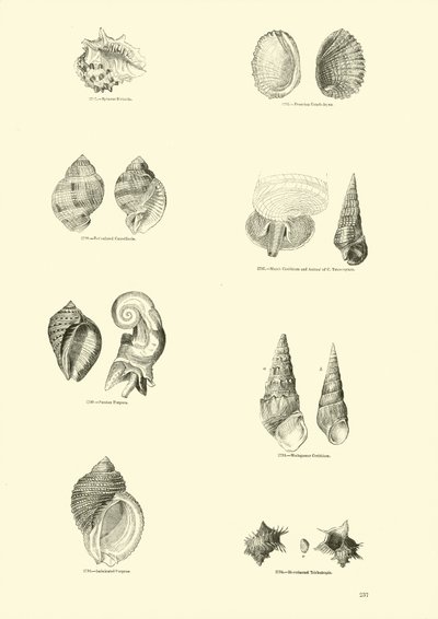 Seite aus dem Bildmuseum der belebten Natur von English School