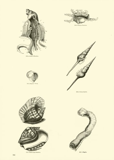 Seite aus dem Bildmuseum der belebten Natur von English School