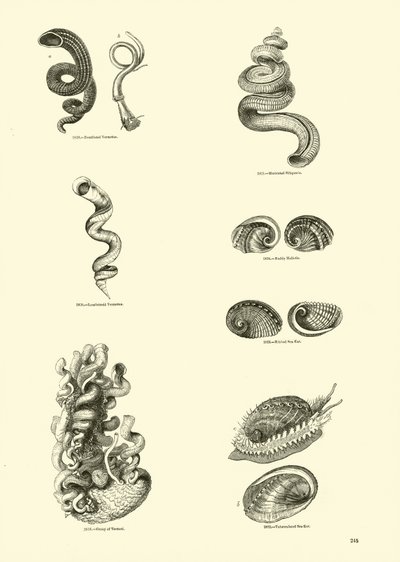 Seite aus dem Bildmuseum der belebten Natur von English School