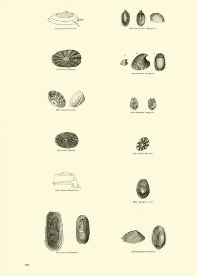Seite aus dem Bildmuseum der belebten Natur von English School