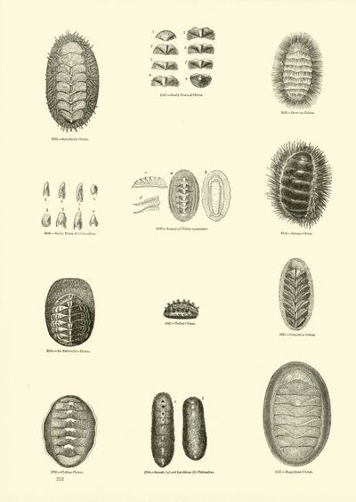 Seite aus dem Bildmuseum der belebten Natur von English School