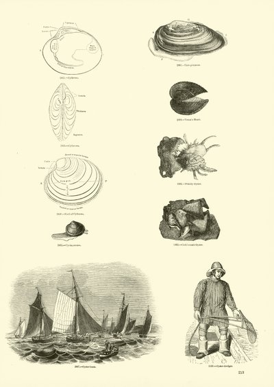 Seite aus dem Bildmuseum der belebten Natur von English School