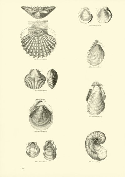 Seite aus dem Bildmuseum der belebten Natur von English School