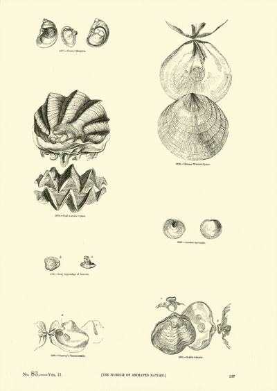 Seite aus dem Bildmuseum der belebten Natur von English School