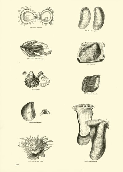 Seite aus dem Bildmuseum der belebten Natur von English School
