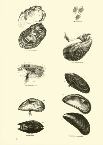 Seite aus dem Bildmuseum der belebten Natur von English School