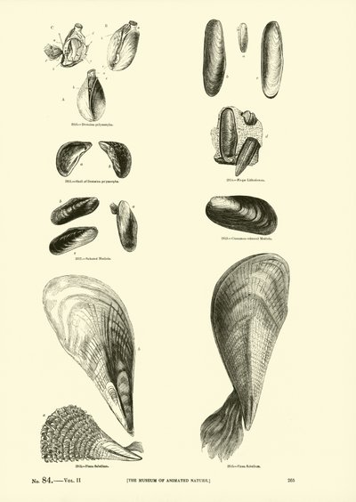 Seite aus dem Bildmuseum der belebten Natur von English School