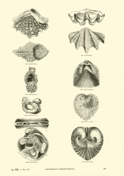 Seite aus dem Bildmuseum der belebten Natur von English School