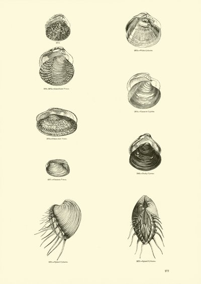 Seite aus dem Bildmuseum der belebten Natur von English School