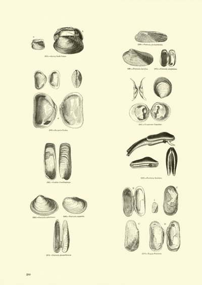 Seite aus dem Bildmuseum der belebten Natur von English School