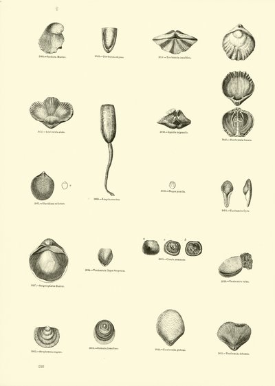 Seite aus dem Bildmuseum der belebten Natur von English School