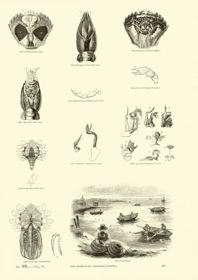 Seite aus dem Bildmuseum der belebten Natur von English School