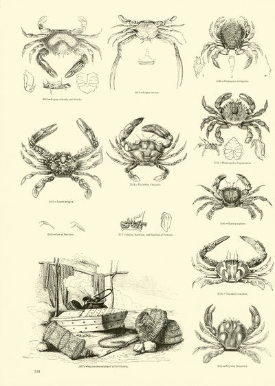 Seite aus dem Bildmuseum der belebten Natur von English School