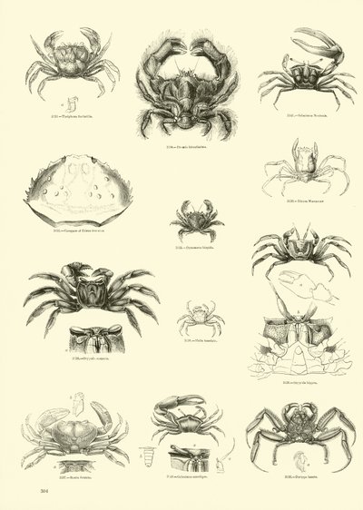 Seite aus dem Bildmuseum der belebten Natur von English School
