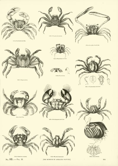 Seite aus dem Bildmuseum der belebten Natur von English School