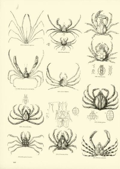 Seite aus dem Bildmuseum der belebten Natur von English School