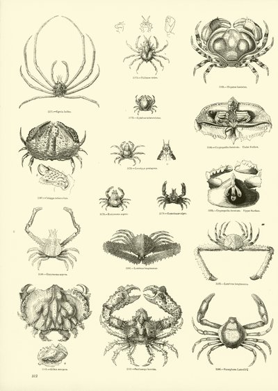 Seite aus dem Bildmuseum der belebten Natur von English School