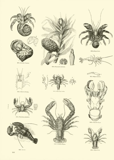 Seite aus dem Bildmuseum der belebten Natur von English School