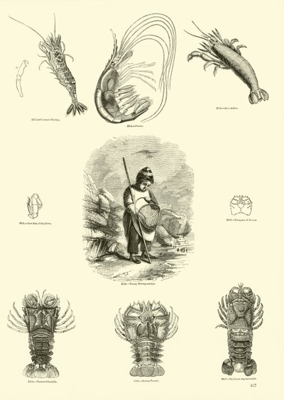 Seite aus dem Bildmuseum der belebten Natur von English School