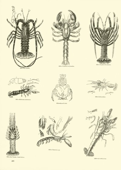 Seite aus dem Bildmuseum der belebten Natur von English School