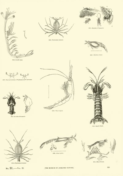 Seite aus dem Bildmuseum der belebten Natur von English School