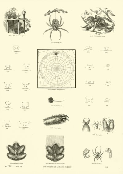 Seite aus dem Bildmuseum der belebten Natur von English School