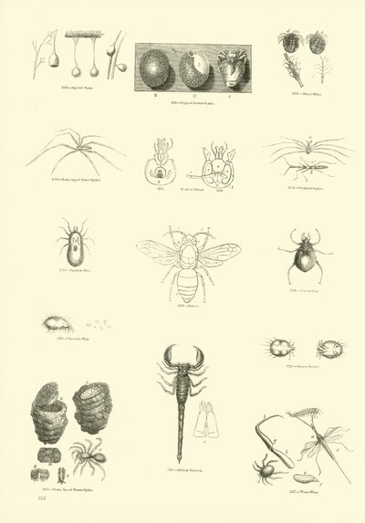 Seite aus dem Bildmuseum der belebten Natur von English School